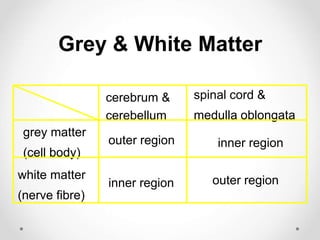 Grey & White Matter
grey matter
(cell body)
white matter
(nerve fibre)
cerebrum &
cerebellum
outer region
inner region
spinal cord &
medulla oblongata
inner region
outer region
 