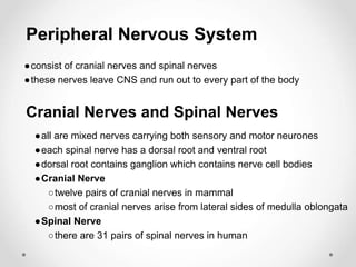 Peripheral Nervous System
●consist of cranial nerves and spinal nerves
●these nerves leave CNS and run out to every part of the body
Cranial Nerves and Spinal Nerves
●all are mixed nerves carrying both sensory and motor neurones
●each spinal nerve has a dorsal root and ventral root
●dorsal root contains ganglion which contains nerve cell bodies
●Cranial Nerve
○twelve pairs of cranial nerves in mammal
○most of cranial nerves arise from lateral sides of medulla oblongata
●Spinal Nerve
○there are 31 pairs of spinal nerves in human
 
