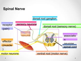 dorsal root ganglion
dorsal root (sensory nerve)
associatio
n
neurone
spinal cord
ventral root (motor nerve)
motor neurone
sensory neurone
effector
(muscle
)
receptor
(pain)
Spinal Nerve
 