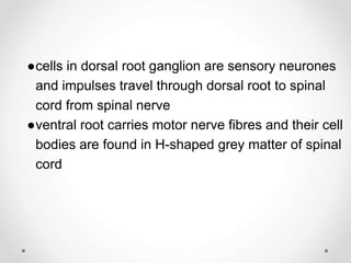 ●cells in dorsal root ganglion are sensory neurones
and impulses travel through dorsal root to spinal
cord from spinal nerve
●ventral root carries motor nerve fibres and their cell
bodies are found in H-shaped grey matter of spinal
cord
 