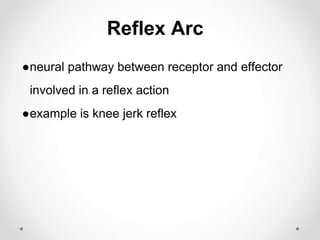Reflex Arc
●neural pathway between receptor and effector
involved in a reflex action
●example is knee jerk reflex
 
