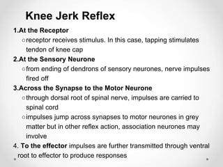 Knee Jerk Reflex
1.At the Receptor
○receptor receives stimulus. In this case, tapping stimulates
tendon of knee cap
2.At the Sensory Neurone
○from ending of dendrons of sensory neurones, nerve impulses
fired off
3.Across the Synapse to the Motor Neurone
○through dorsal root of spinal nerve, impulses are carried to
spinal cord
○impulses jump across synapses to motor neurones in grey
matter but in other reflex action, association neurones may
involve
4. To the effector impulses are further transmitted through ventral
root to effector to produce responses
 