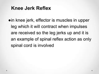 ●in knee jerk, effector is muscles in upper
leg which it will contract when impulses
are received so the leg jerks up and it is
an example of spinal reflex action as only
spinal cord is involved
Knee Jerk Reflex
 