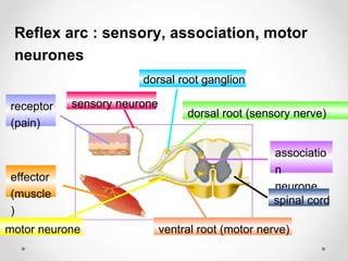 dorsal root ganglion
dorsal root (sensory nerve)
associatio
n
neurone
spinal cord
ventral root (motor nerve)
motor neurone
sensory neurone
effector
(muscle
)
receptor
(pain)
Reflex arc : sensory, association, motor
neurones
 