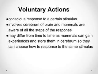 Voluntary Actions
●conscious response to a certain stimulus
●involves cerebrum of brain and mammals are
aware of all the steps of the response
●may differ from time to time as mammals can gain
experiences and store them in cerebrum so they
can choose how to response to the same stimulus
 