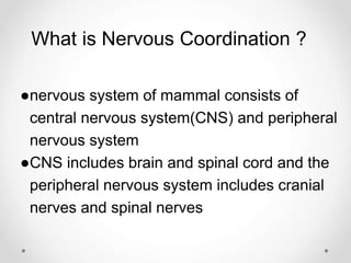 What is Nervous Coordination ?
●nervous system of mammal consists of
central nervous system(CNS) and peripheral
nervous system
●CNS includes brain and spinal cord and the
peripheral nervous system includes cranial
nerves and spinal nerves
 