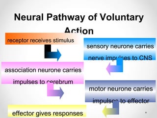 Neural Pathway of Voluntary
Action
receptor receives stimulus
sensory neurone carries
nerve impulses to CNS
association neurone carries
impulses to cerebrum
motor neurone carries
impulses to effector
effector gives responses
 