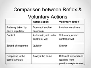 Comparison between Reflex &
Voluntary Actions
Reflex action Voluntary action
Pathway taken by
nerve impulses
Does not involve
cerebrum
Involves cerebrum
Control Automatic, not under
control of will
Voluntary, under
control of will
Speed of response Quicker Slower
Response to the
same stimulus
Always the same Different, depends on
learning from
previous experiences
 
