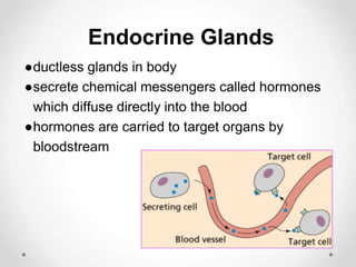 Endocrine Glands
●ductless glands in body
●secrete chemical messengers called hormones
which diffuse directly into the blood
●hormones are carried to target organs by
bloodstream
 