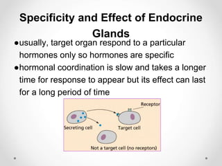 Specificity and Effect of Endocrine
Glands
●usually, target organ respond to a particular
hormones only so hormones are specific
●hormonal coordination is slow and takes a longer
time for response to appear but its effect can last
for a long period of time
 