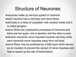Structure of Neurones
●neurones make up nervous system in mammal
●each neurone has a cell body and nerve fibres
●cell body is a mass of cytoplasm with nucleus inside and it
is called ganglion
●nerve fibres are cytoplasmic processes of neurones and
there are two types, one is dendron and the other is axon
●dendron transmits nerve impulses towards cell body while
axon transmits nerve impulses away from cell body
●nerve fibres may be protected by a fatty layer which serves
as an insulator to prevent the spread of nerve impulses and
help to speed up the rate of transmission
 