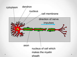 cytoplasm dendron
cell membrane
nucleus
nucleus of cell which
makes the myelin
sheath
axon
direction of nerve
impulses
 