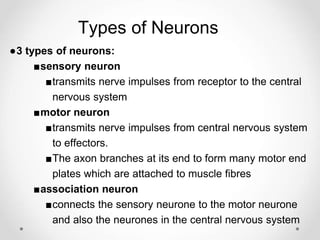 Types of Neurons
●3 types of neurons:
■sensory neuron
■transmits nerve impulses from receptor to the central
nervous system
■motor neuron
■transmits nerve impulses from central nervous system
to effectors.
■The axon branches at its end to form many motor end
plates which are attached to muscle fibres
■association neuron
■connects the sensory neurone to the motor neurone
and also the neurones in the central nervous system
 