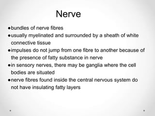 Nerve
●bundles of nerve fibres
●usually myelinated and surrounded by a sheath of white
connective tissue
●impulses do not jump from one fibre to another because of
the presence of fatty substance in nerve
●in sensory nerves, there may be ganglia where the cell
bodies are situated
●nerve fibres found inside the central nervous system do
not have insulating fatty layers
 