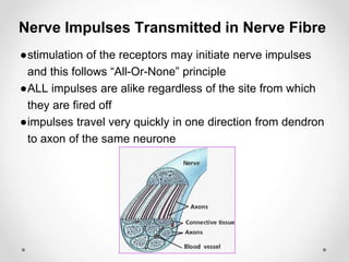 Nerve Impulses Transmitted in Nerve Fibre
●stimulation of the receptors may initiate nerve impulses
and this follows “All-Or-None” principle
●ALL impulses are alike regardless of the site from which
they are fired off
●impulses travel very quickly in one direction from dendron
to axon of the same neurone
 