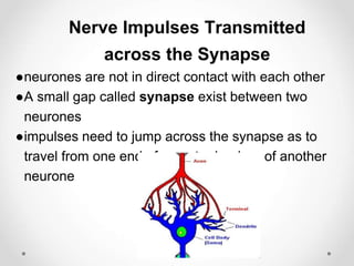 Nerve Impulses Transmitted
across the Synapse
●neurones are not in direct contact with each other
●A small gap called synapse exist between two
neurones
●impulses need to jump across the synapse as to
travel from one end of axon to dendron of another
neurone
 