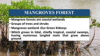Response of Mangroves to the Change in Tidal and Freshwater Flow. | PPTX