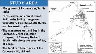 Response of Mangroves to the Change in Tidal and Freshwater Flow. | PPTX