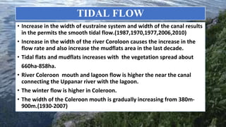Response of Mangroves to the Change in Tidal and Freshwater Flow. | PPTX