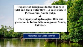 Response of mangroves to the change in
tidal and fresh water flow – A case study in
Pichavaram, South India.
&
The response of hydrological flow and
planation in Indus delta mangroves Sindh,
Pakistan.
Presented by: Uzma Sarfraz
 