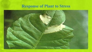 Response of Plant to Stress by Abu Khairul Bashar | PPTX