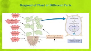Response of Plant to Stress by Abu Khairul Bashar | PPTX