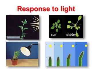 Response to light
 