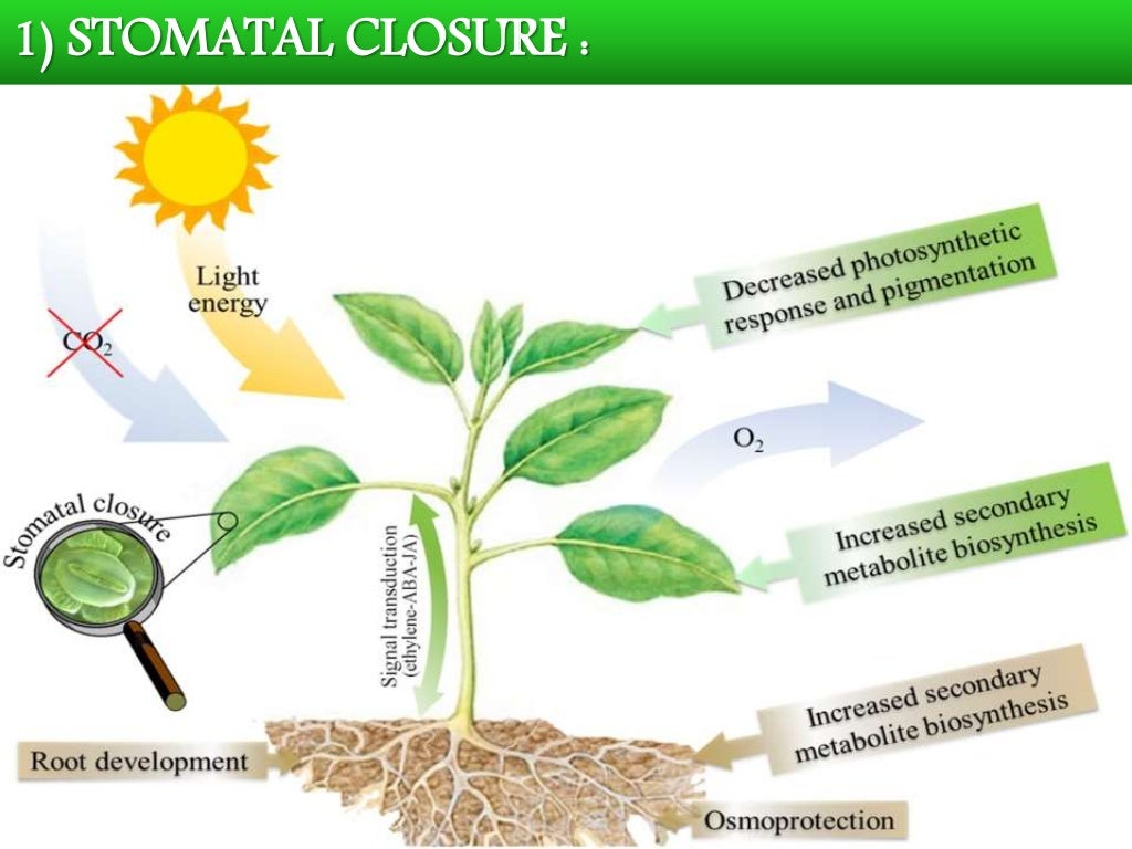 Responses of plants to water stress