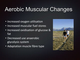 Aerobic Muscular Changes
• Increased oxygen utilisation
• Increased muscular fuel stores
• Increased oxidisation of glucose &
fat
• Decreased use anaerobic
glycolysis system
• Adaptation muscle fibre type
 