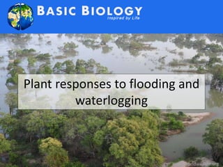 Plant responses to flooding and 
waterlogging 
www.worldwildlife.org 
 