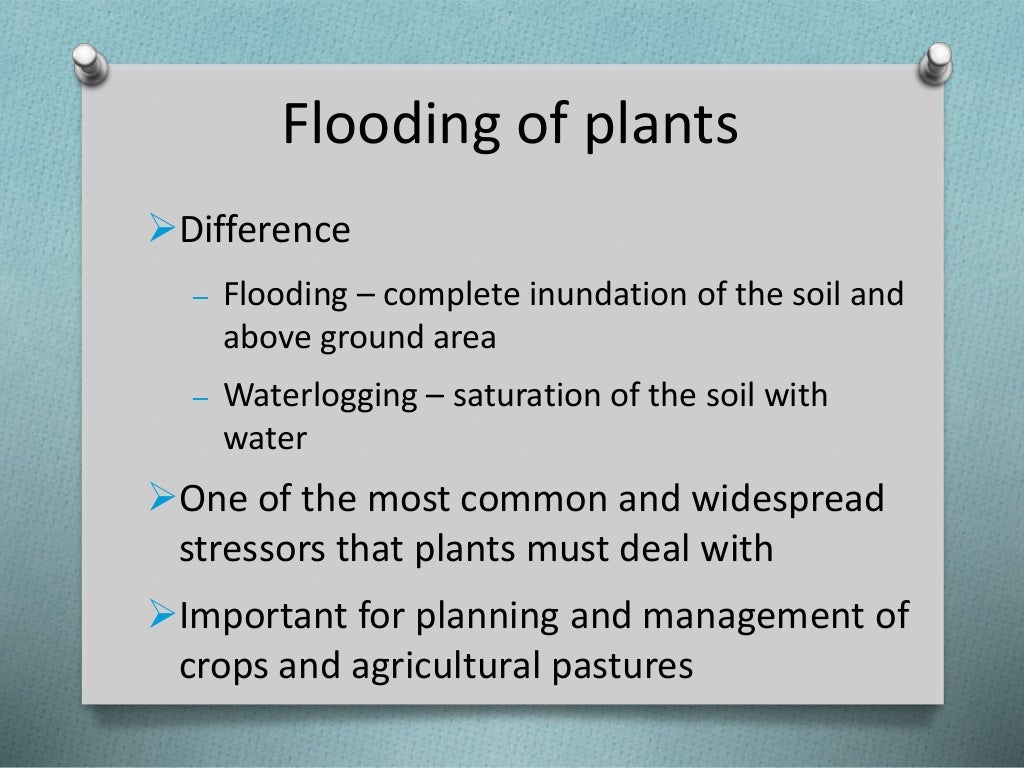 How do plants deal with flooding?