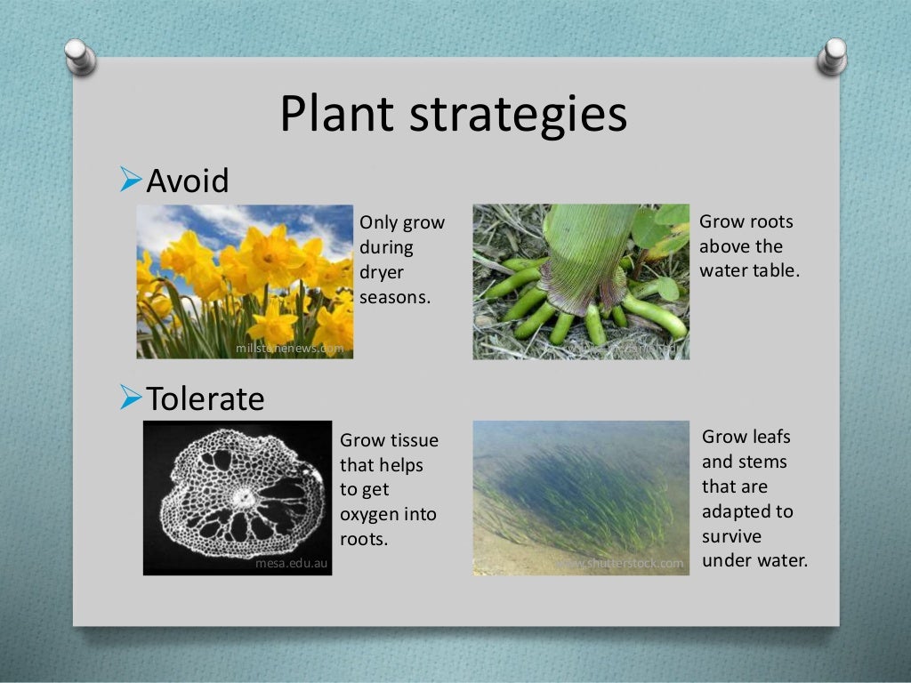 How do plants deal with flooding?