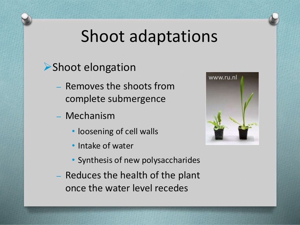 How do plants deal with flooding?