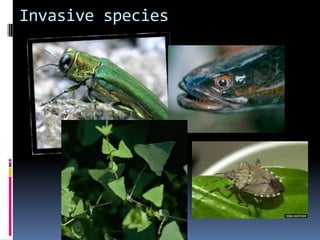 Global Changes occur when ecosystem is disrupted over long periods of timeOzone Depletion – reduction in the thickness of the  ozone layerOzone (O3) – located in the stratosphere, filters UVB light before it reaches the earthOzone is broken down into oxygen gas (O2) by CFC’s (chlorofluorocarbons)Why does this matter?UVB has been linked to skin cancer, cataracts, damage to materials like plastics, and harm to certain crops and marine organisms. Reduction in ozone means an increase in UVB!