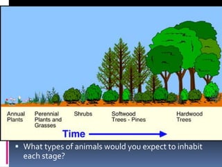 What types of animals would you expect to inhabit each stage?
