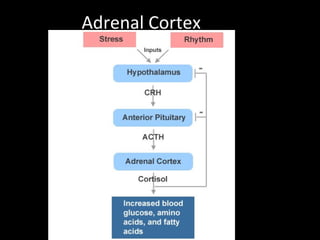 Adrenal Cortex 