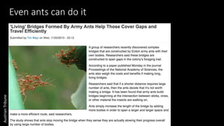 AustrianTribune
Even ants can do it
 