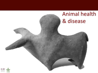 Animal health & disease  