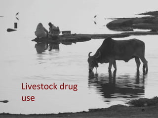 Livestock drug use 15  
