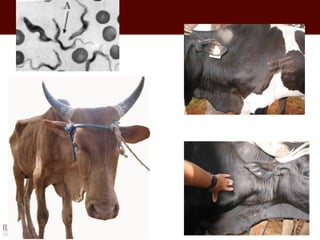 Policy and practice: Developing countries and livestock drug use