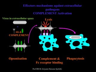 Effectors mechanisms against extracellular
pathogens
COMPLEMENT Activation
Virus in extracellular space

Lysis

+
Ab &
COM...