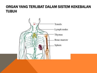 ORGAN YANG TERLIBAT DALAM SISTEM KEKEBALAN
TUBUH
 