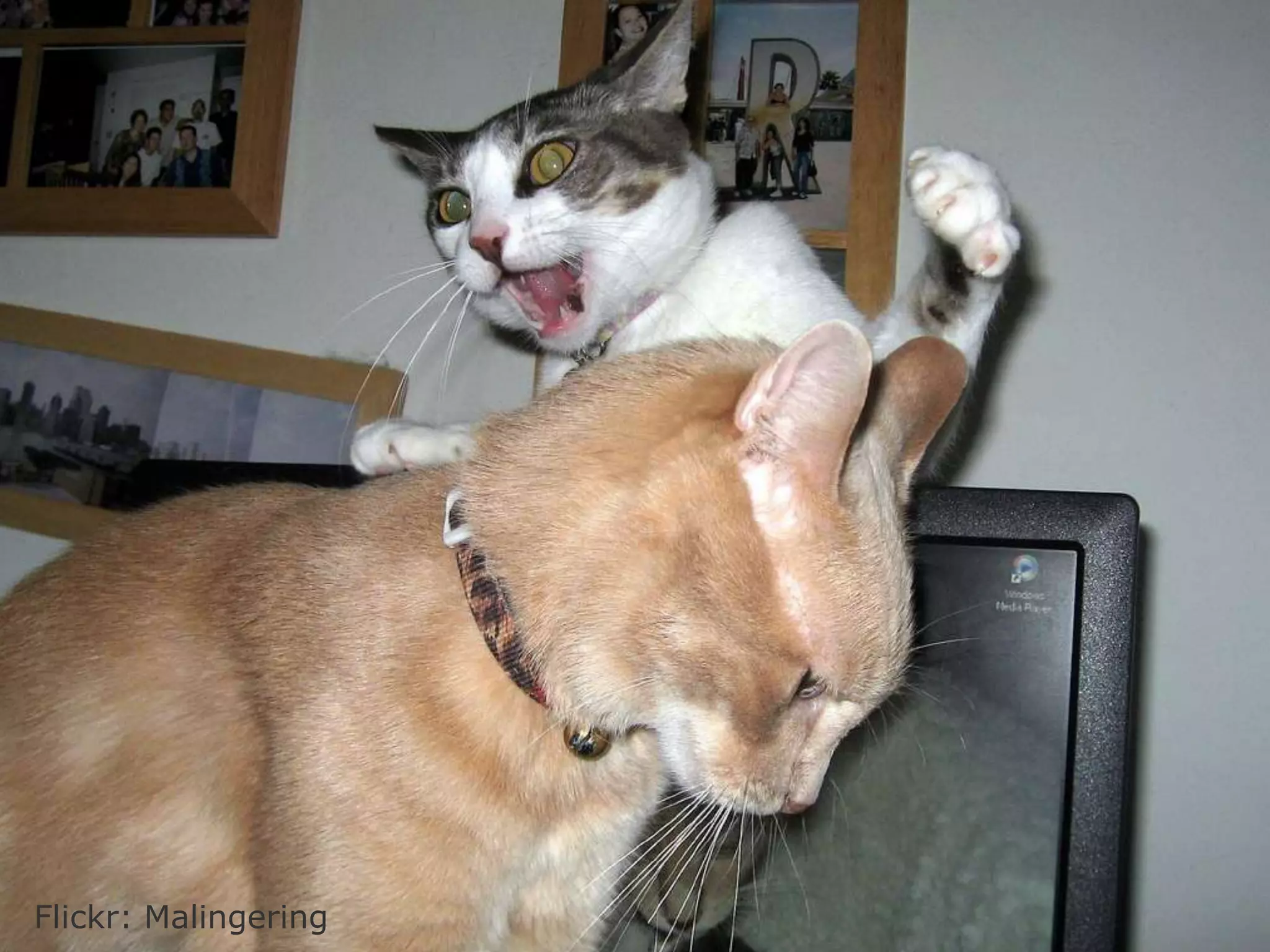 Flickr: Malingering 