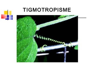 TIGMOTROPISME
 