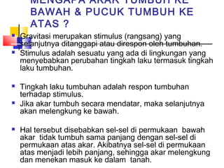 MENGAPA AKAR TUMBUH KE
      BAWAH & PUCUK TUMBUH KE
      ATAS ?
   Gravitasi merupakan stimulus (rangsang) yang
    selanjutnya ditanggapi atau direspon oleh tumbuhan.
   Stimulus adalah sesuatu yang ada di lingkungan yang
    menyebabkan perubahan tingkah laku termasuk tingkah
    laku tumbuhan.

   Tingkah laku tumbuhan adalah respon tumbuhan
    terhadap stimulus.
   Jika akar tumbuh secara mendatar, maka selanjutnya
    akan melengkung ke bawah.

   Hal tersebut disebabkan sel-sel di permukaan bawah
    akar tidak tumbuh sama panjang dengan sel-sel di
    permukaan atas akar. Akibatnya sel-sel di permukaan
    atas menjadi lebih panjang, sehingga akar melengkung
    dan menekan masuk ke dalam tanah.
 