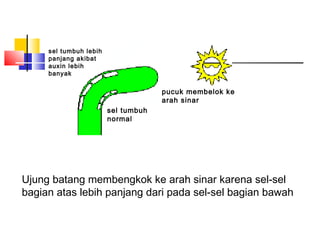 sel tumbuh lebih
     panjang akibat
     auxin lebih
     banyak

                                     pucuk membelok ke
                                     arah sinar
                        sel tumbuh
                        normal




Ujung batang membengkok ke arah sinar karena sel-sel
bagian atas lebih panjang dari pada sel-sel bagian bawah
 