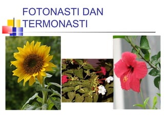 FOTONASTI DAN
TERMONASTI
 