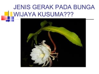 JENIS GERAK PADA BUNGA
WIJAYA KUSUMA???
 