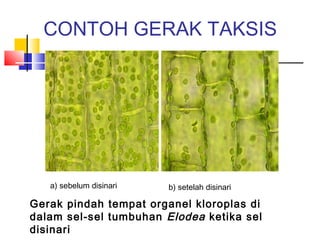 CONTOH GERAK TAKSIS




   a) sebelum disinari   b) setelah disinari

Gerak pindah tempat organel kloroplas di
dalam sel-sel tumbuhan Elodea ketika sel
disinari
 