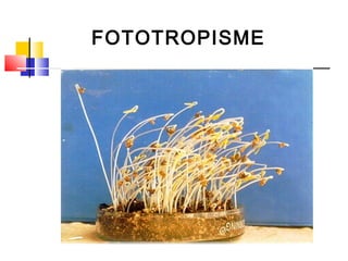 FOTOTROPISME
 